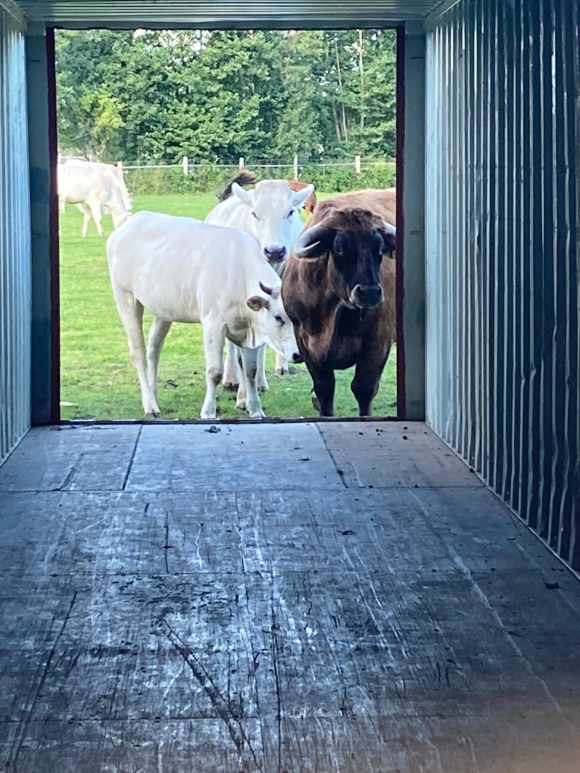 Calf feed, spares and shed supplies